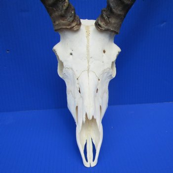 African Impala Skull with 19-1/4 and 19-3/4 inches Horns for $99.99