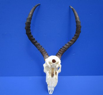 African Impala Skull with 19-1/4 and 19-3/4 inches Horns for $99.99