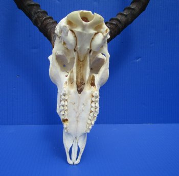 African Impala Skull with 19-1/4 and 19-3/4 inches Horns for $99.99