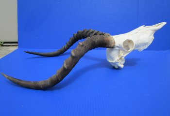 African Impala Skull with 19-1/4 and 19-3/4 inches Horns for $99.99