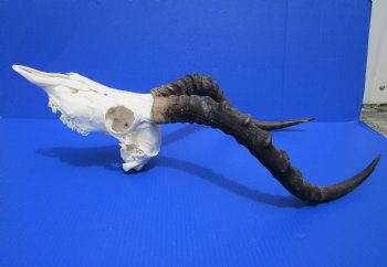 African Impala Skull with 19-1/4 and 19-3/4 inches Horns for $99.99