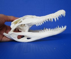 8 inches Authentic Florida Alligator Skull for $64.99