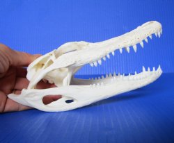 7-3/4 inches Authentic Florida Alligator Skull for $64.99