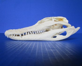 7-3/4 inches Authentic Florida Alligator Skull for $59.99
