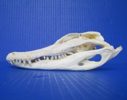 7-1/2 inches Authentic Florida Alligator Skull for $64.99