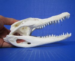 7-1/2 inches Florida Alligator Skull <font color=red> Discount Grade B Quality</font> for $49.99