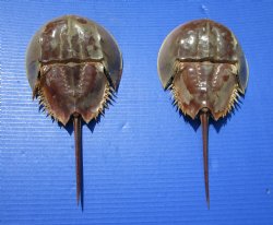 Two Large Sun Dried Molted Atlantic Horseshoe Crabs 12 inches for $29.99