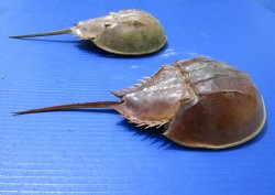 Two Sun Dried Molted Atlantic Horseshoe Crabs 11-1/4 and 10-3/4 inches for $28.99
