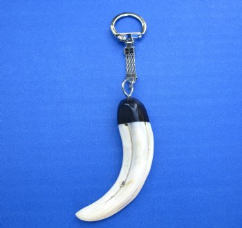 Genuine Warthog Tusk Key Chain for $24.99 (Plus $5.00 Postage)