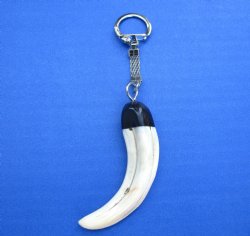 Genuine Warthog Tusk Key Chain for $24.99 (Plus $5.00 Postage)