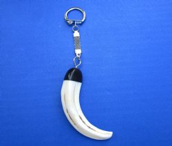 5-1/2 inches long Real Warthog Tusk Key Chain for $24.99 (Plus $5.00 Postage)