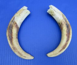 Matching Pair of African Warthog Ivory Tusks 9-1/4 inches (5.75 and 6 inches solid) for $79.99