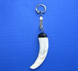 5-1/2 inches long Real Warthog Tusk Key Chain for $24.99 (Plus $5.00 Postage)