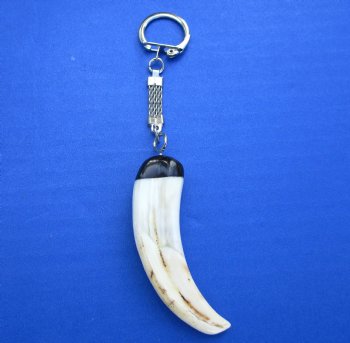 3 inches Tusk Key Chain for Sale made from Warthog Tusk for $24.99 (Plus $5.00 Postage)