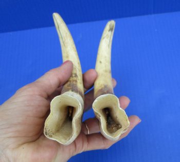 Matching Pair of African Warthog Ivory Tusks 9-1/4 inches (5.75 and 6 inches solid) for $79.99