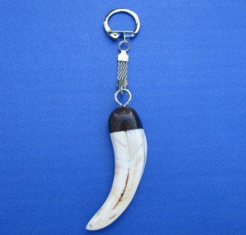 2-3/4 inches Real Warthog Tusk Key Chain for $24.99 (Plus $5.00 Postage)