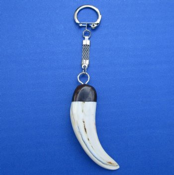 2-3/4 inches Real Warthog Tusk Key Chain for $24.99 (Plus $5.00 Postage)