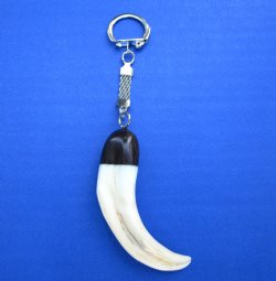 5-1/2 inches long Warthog Tusk Key Chain for $24.99 (Plus $5.00 Postage)