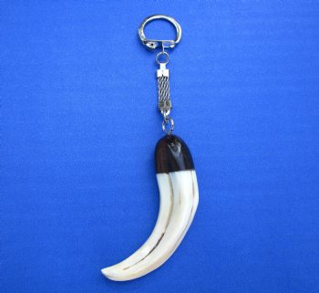 5-1/2 inches long Warthog Tusk Key Chain for $24.99 (Plus $5.00 Postage)