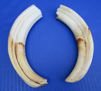 Matching Pair of African Warthog Ivory Tusks 8-1/2 inches (4-3/4 and 5 inches solid) for $64.99