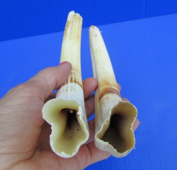 Matching Pair of African Warthog Ivory Tusks 8-1/2 inches (4-3/4 and 5 inches solid) for $64.99