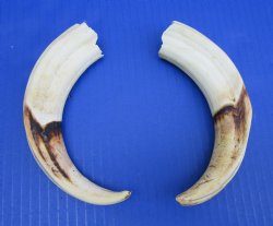Matching Pair of African Warthog Ivory Tusks 8 and 8-1/4 inches (4-3/4 and 5 inches solid) for $64.99