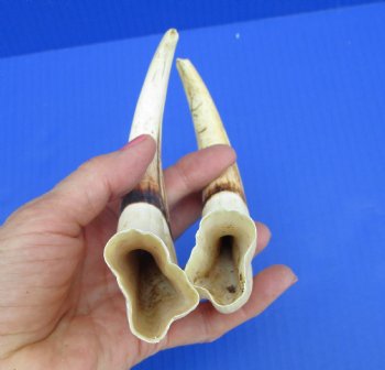 Matching Pair of African Warthog Ivory Tusks 8 and 8-1/4 inches (4-3/4 and 5 inches solid) for $64.99