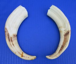 Matching Pair of African Warthog Ivory Tusks 8-1/2 inches (4-1/2 and 5-1/4 inches solid) for $64.99