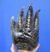 10-1/4 inches <font color=red> Massive</font> Real Florida Alligator Foot Preserved with Formaldehyde - Buy this one for $59.99