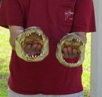 Alligator Heads 9 to 9-1/2 inches <font color=red> Wholesale</font> - Pack of 8 @ $14.50 each