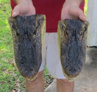 Alligator Heads 9 to 9-1/2 inches <font color=red> Wholesale</font> - Pack of 8 @ $14.50 each
