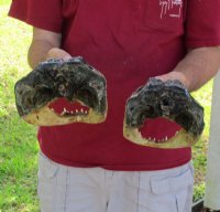 Alligator Heads 9 to 9-1/2 inches <font color=red> Wholesale</font> - Pack of 8 @ $14.50 each