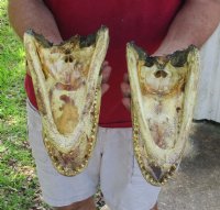 Alligator Heads 9 to 9-1/2 inches <font color=red> Wholesale</font> - Pack of 8 @ $14.50 each