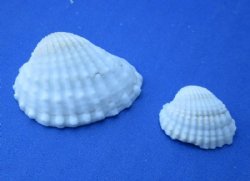 3/4 to 1-1/4 inches Small White Ribbed Cockle Shells, Anadora Granosa -5 lb bag @ $11.00 a bag; 3 bags @ $10.40 a gallon