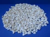 3/4 to 1-1/4 inches Small White Ribbed Cockle Shells, Anadora Granosa - Case: 20 Kilos  @ $2.65 a kilo