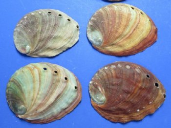 Abalone Shells Bulk