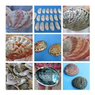 Abalone Shells Bulk and Individually