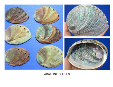 Abalone Shells Natural