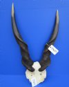 <font color=red> Very Nice </font> African Bull Eland Skull Plate with 26-1/2 nd 28-3/4 inches Horns for Sale - Buy this one for $124.99