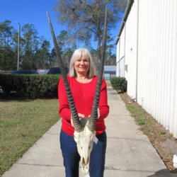 African Gemsbok, Oryx Skull with 33 inches Horns for $189.99 (SHIPS UPS ONLY)
