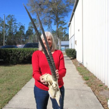 African Gemsbok, Oryx Skull with 33 inches Horns for $189.99 (SHIPS UPS ONLY)