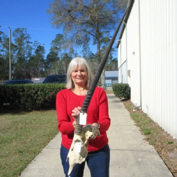 African Gemsbok, Oryx Skull with 33 inches Horns for $189.99 (SHIPS UPS ONLY)