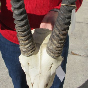 African Gemsbok, Oryx Skull with 33 inches Horns for $189.99 (SHIPS UPS ONLY)