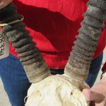 African Gemsbok, Oryx Skull with 33 inches Horns for $189.99 (SHIPS UPS ONLY)
