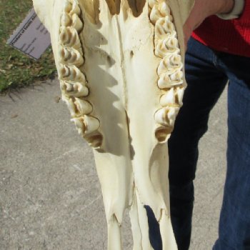 African Gemsbok, Oryx Skull with 33 inches Horns for $189.99 (SHIPS UPS ONLY)