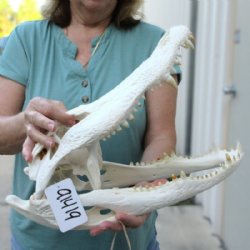 16 inches Authentic Large Florida Alligator Skull, Beetle Cleaned - Buy this one for $179.99