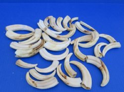 2 pounds Small Warthog Tusks in Bulk (4"-6") - Buy for $90