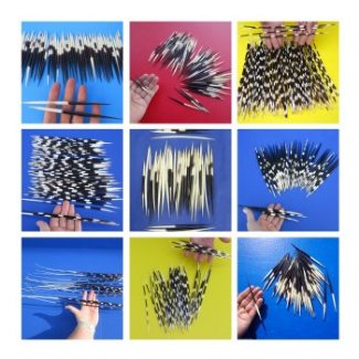 Wholesale Quills