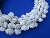 10 to 11 inches White Seashell Wreath made out of Tiny  White Ribbed Cockle Shells - $11.65 each