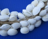 10 to 11 inches White Seashell Wreath made out of Tiny  White Ribbed Cockle Shells - $11.65 each